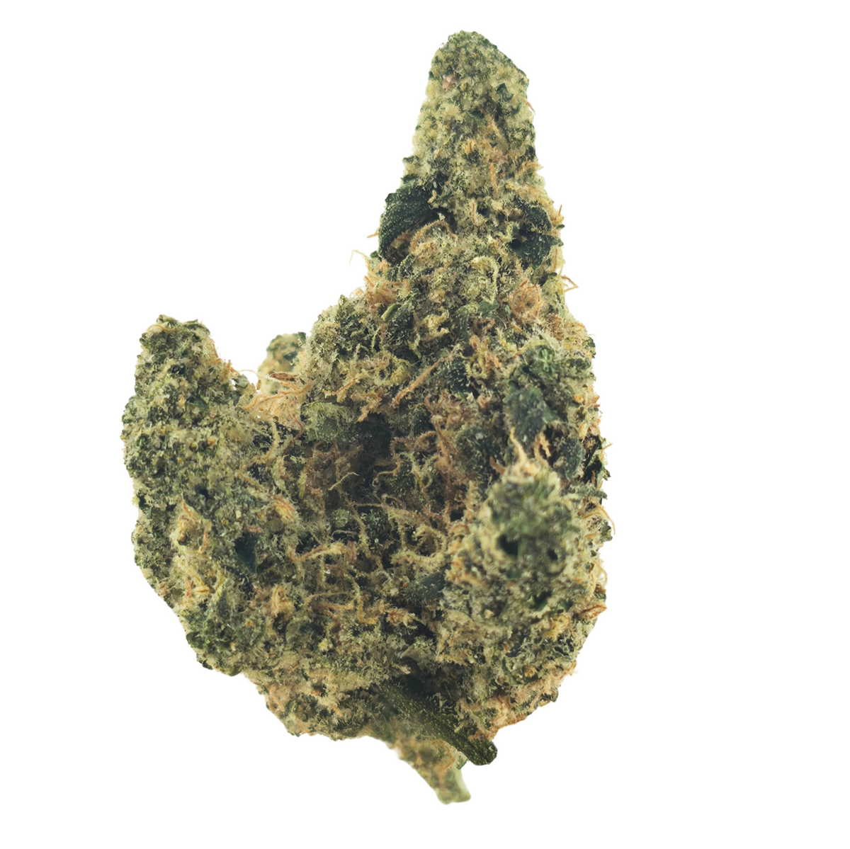 Astro Haze (Sativa-  29.67% THCA)
