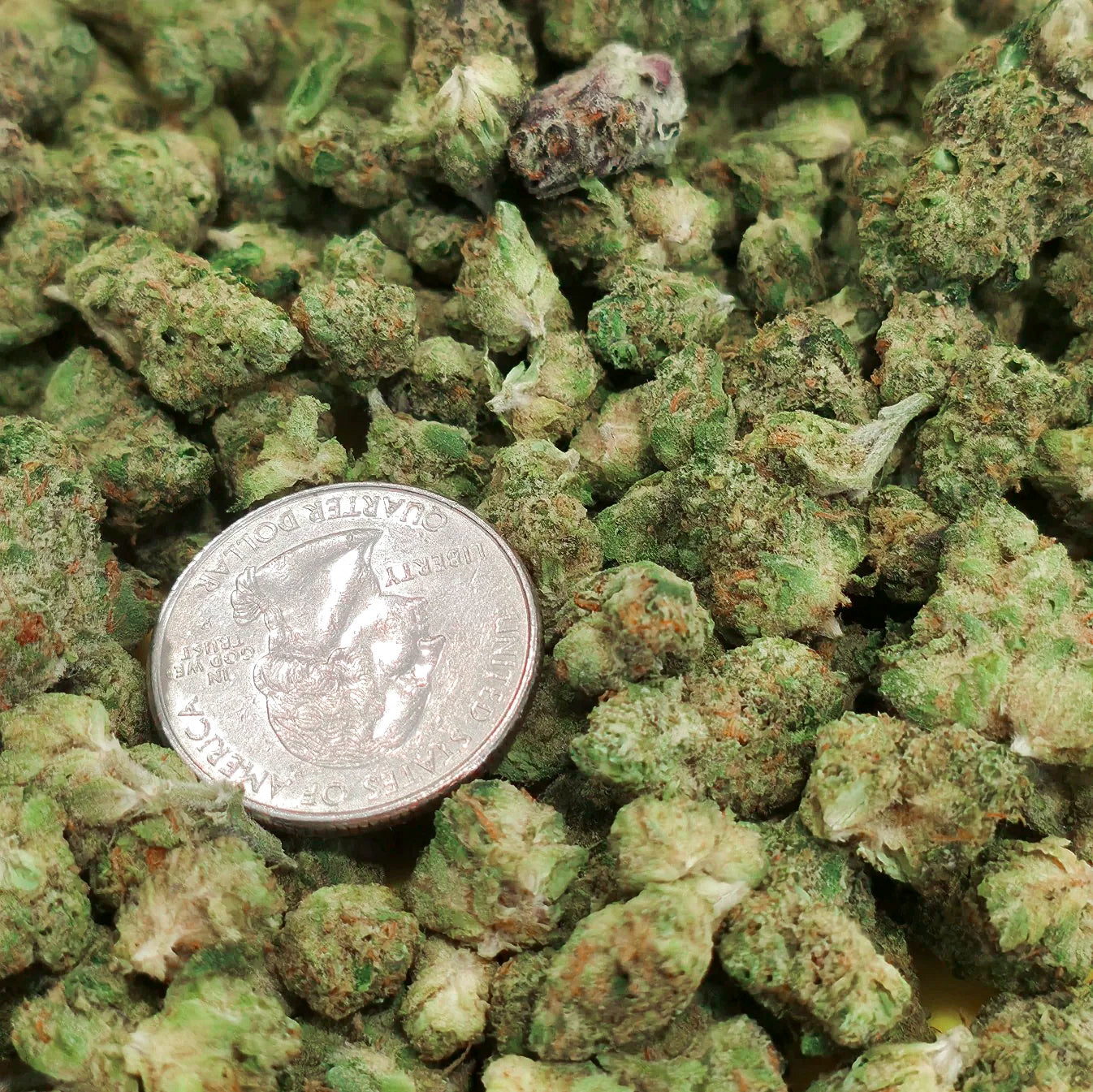 Donny Burger Smalls (Indica - 24.64% THCA)