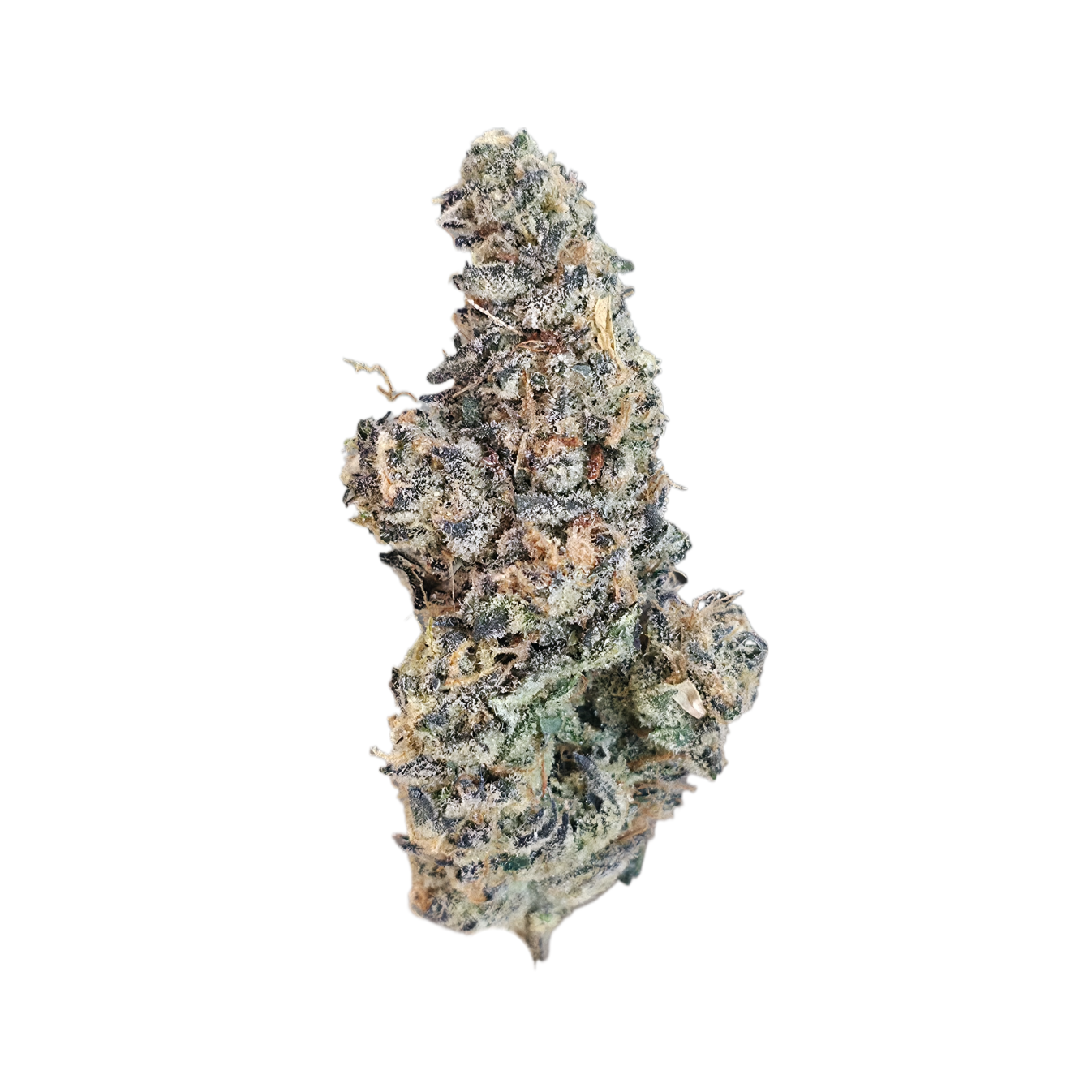 Purple Haze (Sativa - 30.74% THCA)