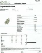 Super Lemon Haze Indoor (Sativa- 31.13% THCA)