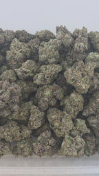 Brain Freeze Indoor (Hybrid- 31.96% THCA)