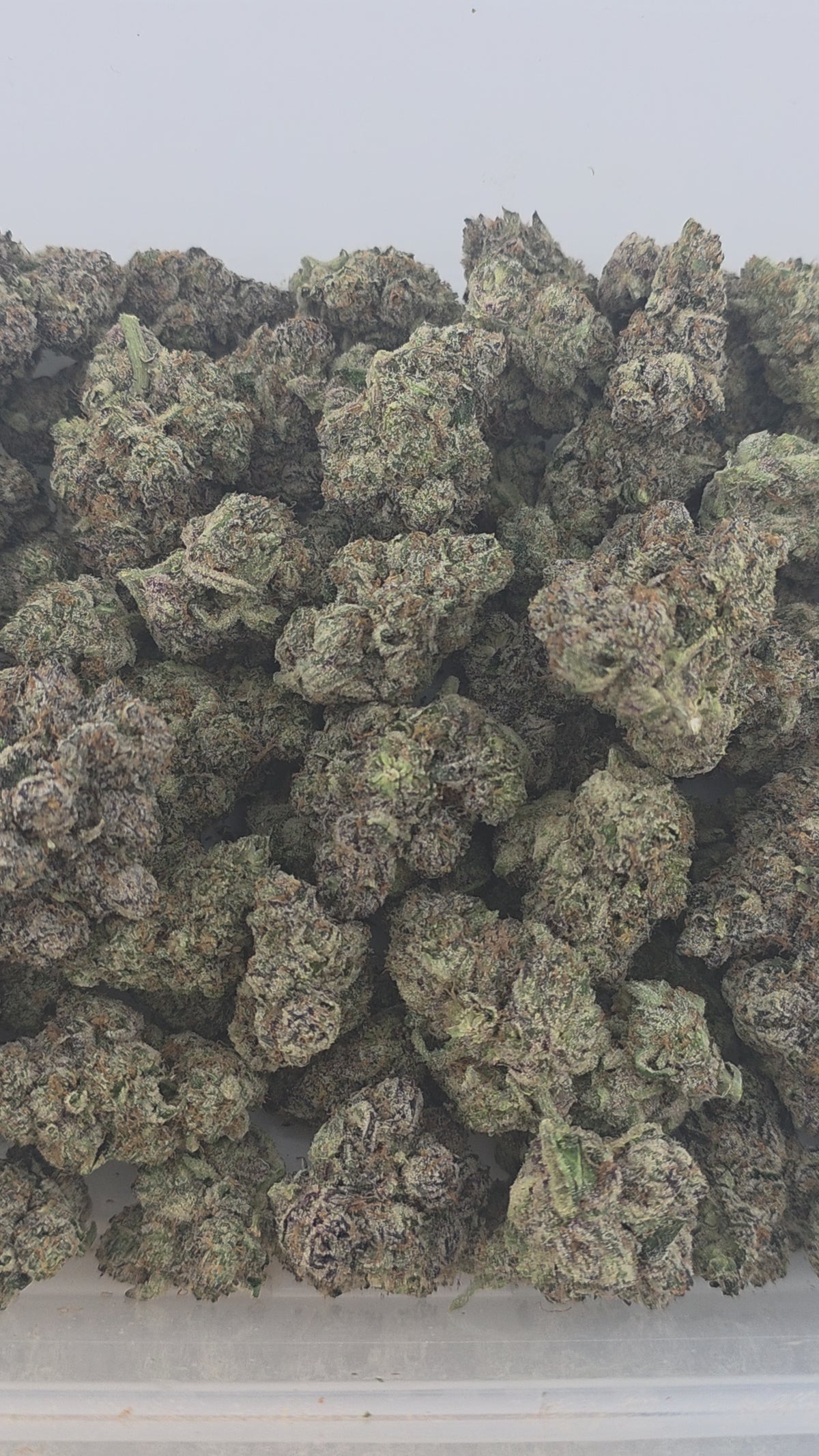 Brain Freeze Indoor (Hybrid- 31.96% THCA)