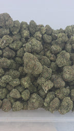 Lemon Cherry Gumbo Indoor (Hybrid- 31.17% THCA)