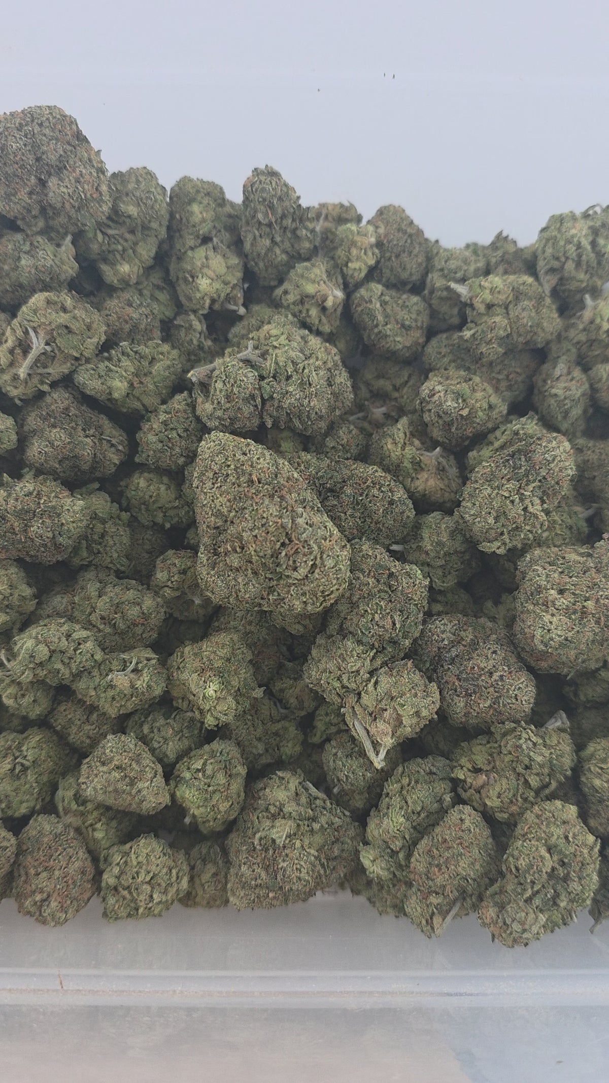 Lemon Cherry Gumbo Indoor (Hybrid- 31.17% THCA)