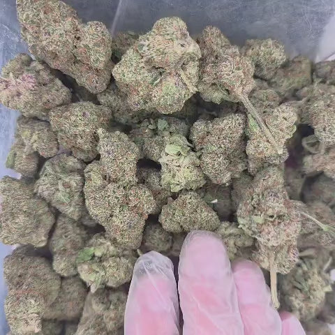 LA Pop Rocks (Hybrid - 27.49% THCA)