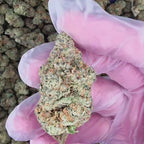 Apple Tart (Hybrid - 26.20% THCA)