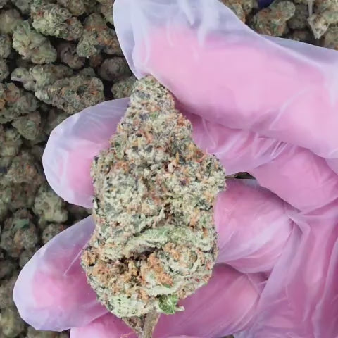 Apple Tart (Hybrid - 26.20% THCA)