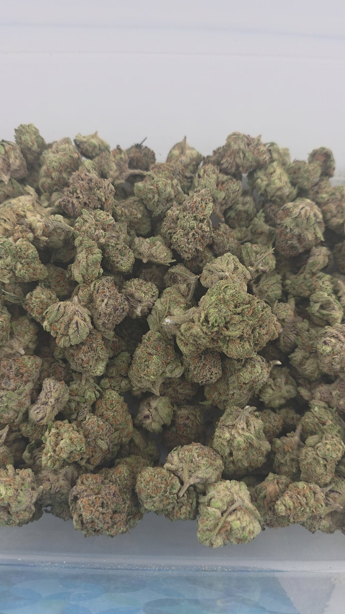 Grape Bubblegum Indoor (Indica- 26.15% THCA)
