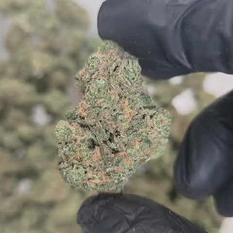 Blue Dream (Sativa - 25.70% THCA)