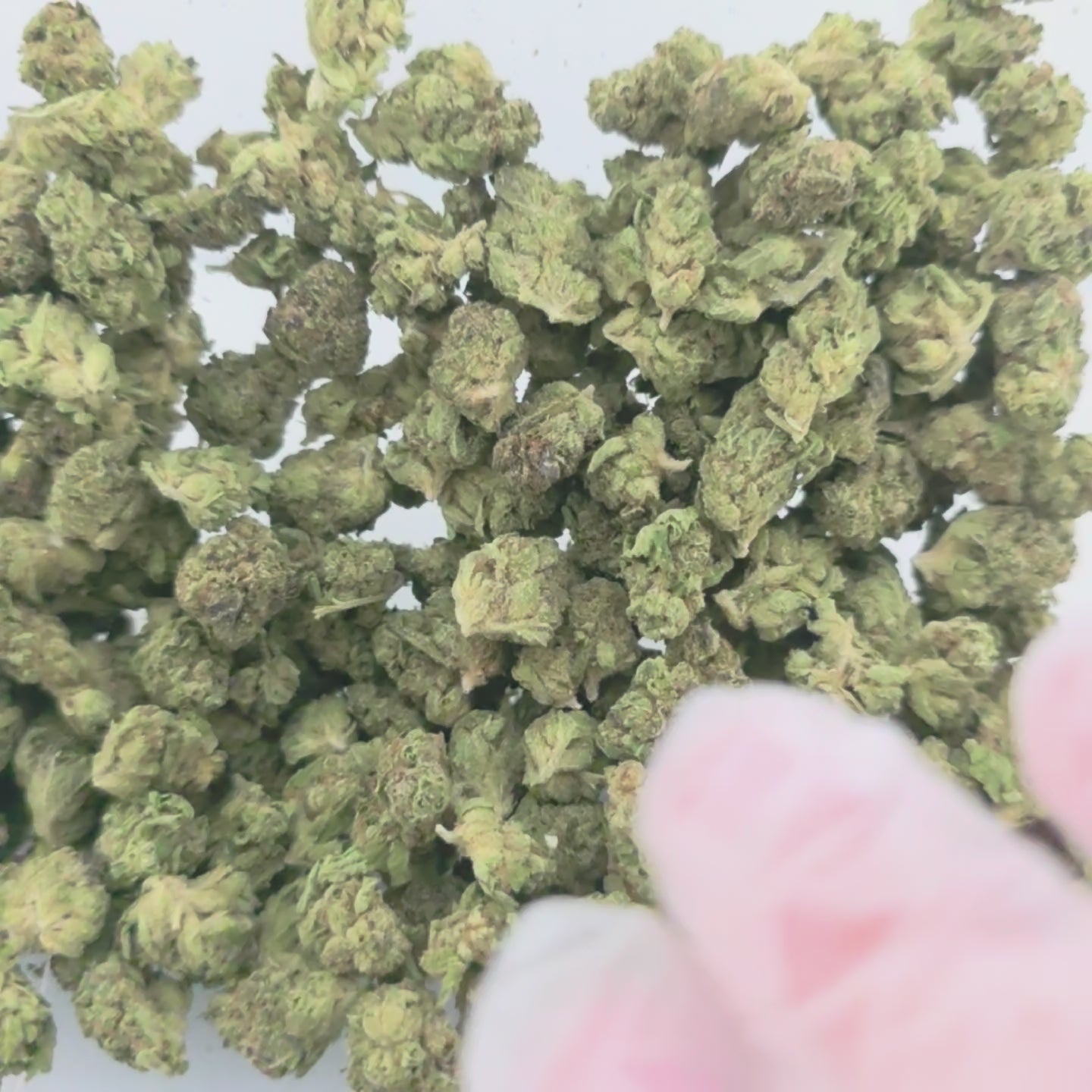 Garlic Truffle Smalls (Hybrid - 26.01% THCA)