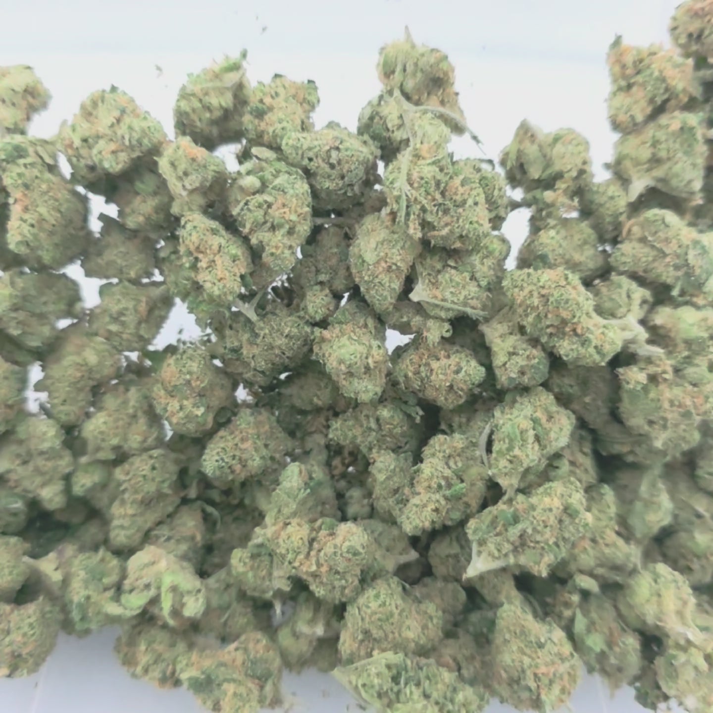 Blue Dream (Sativa - 25.70% THCA)