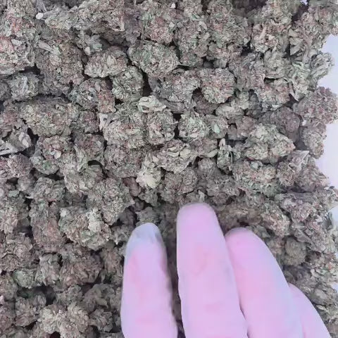 White Widow (Hybrid - 26.62% THCA)