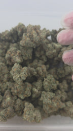Larry Bird Indoor (Hybrid-31.29% THCA)