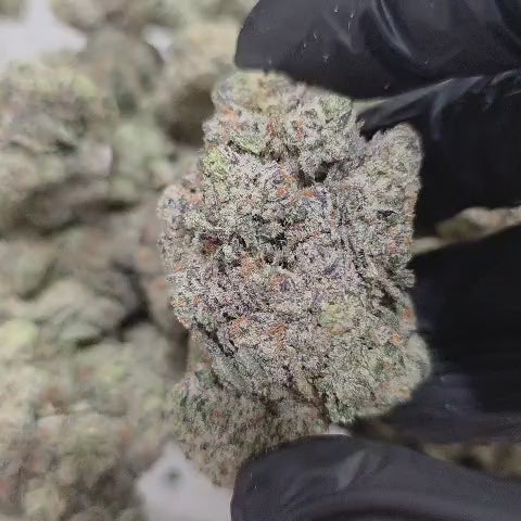 Grape Frosty (Indica - 16.83% THCA)